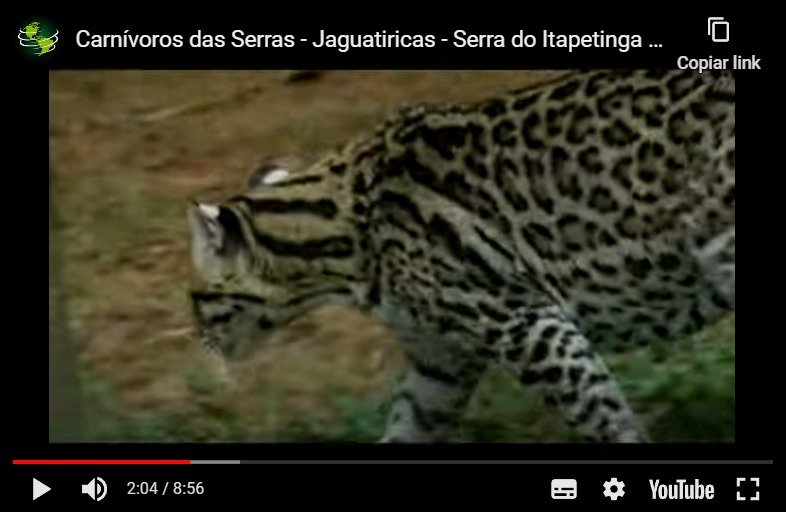 Carnívoros das Serras - Jaguatiricas - Serra do Itapetinga - Mata Atlântica